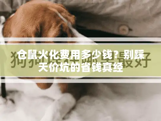 仓鼠火化费用多少钱？别踩天价坑的省钱真经