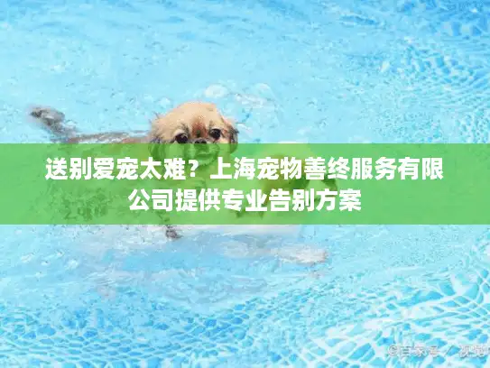 送别爱宠太难？上海宠物善终服务有限公司提供专业告别方案