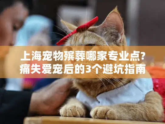 上海宠物殡葬哪家专业点?痛失爱宠后的3个避坑指南与暖心机构推荐