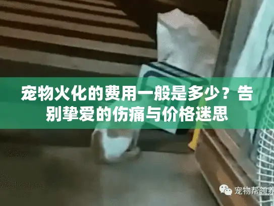 宠物火化的费用一般是多少？告别挚爱的伤痛与价格迷思