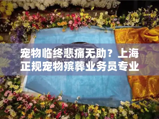 宠物临终悲痛无助？上海正规宠物殡葬业务员专业全程解忧
