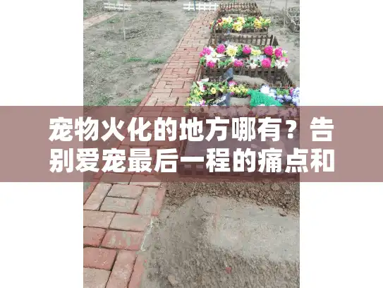 宠物火化的地方哪有？告别爱宠最后一程的痛点和解决之道