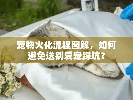宠物火化流程图解，如何避免送别爱宠踩坑？