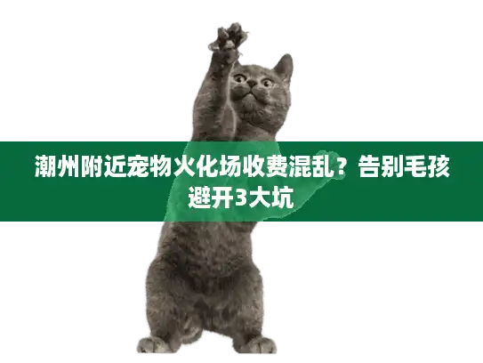 潮州附近宠物火化场收费混乱？告别毛孩避开3大坑