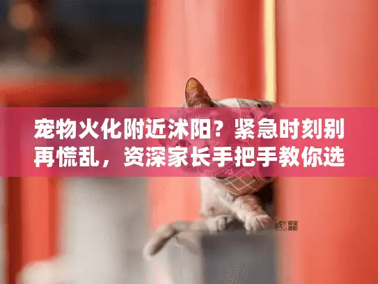 宠物火化附近沭阳？紧急时刻别再慌乱，资深家长手把手教你选