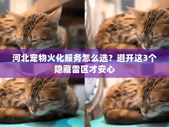 河北宠物火化服务怎么选？避开这3个隐藏雷区才安心