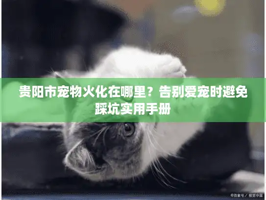 贵阳市宠物火化在哪里？告别爱宠时避免踩坑实用手册