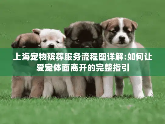 上海宠物殡葬服务流程图详解:如何让爱宠体面离开的完整指引