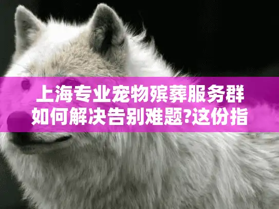 上海专业宠物殡葬服务群如何解决告别难题?这份指南说透了