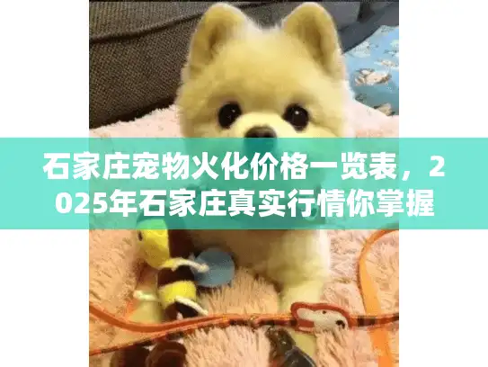 石家庄宠物火化价格一览表，2025年石家庄真实行情你掌握了吗？