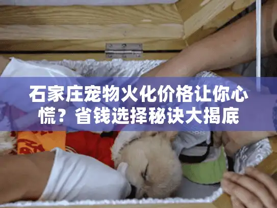 石家庄宠物火化价格让你心慌？省钱选择秘诀大揭底