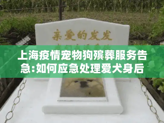 上海疫情宠物狗殡葬服务告急:如何应急处理爱犬身后事