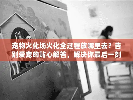 宠物火化场火化全过程放哪里去？告别爱宠的贴心解答，解决你最后一刻的迷茫