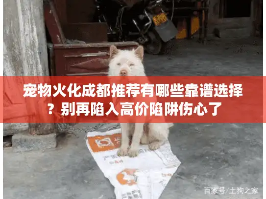 宠物火化成都推荐有哪些靠谱选择？别再陷入高价陷阱伤心了
