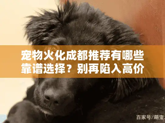 宠物火化成都推荐有哪些靠谱选择？别再陷入高价陷阱伤心了