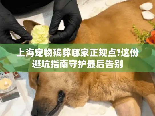 上海宠物殡葬哪家正规点?这份避坑指南守护最后告别