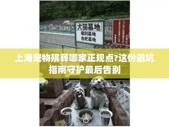 上海宠物殡葬哪家正规点?这份避坑指南守护最后告别