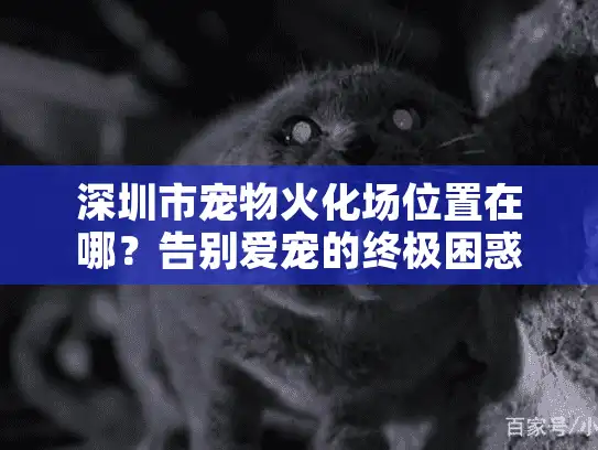 深圳市宠物火化场位置在哪？告别爱宠的终极困惑