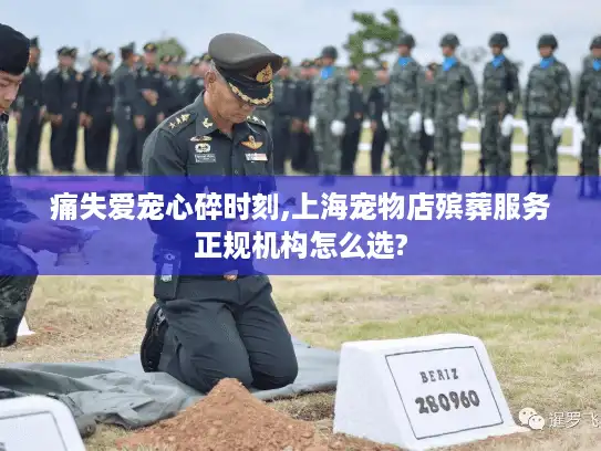 痛失爱宠心碎时刻,上海宠物店殡葬服务正规机构怎么选?