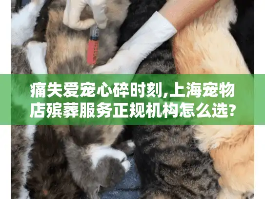 痛失爱宠心碎时刻,上海宠物店殡葬服务正规机构怎么选?