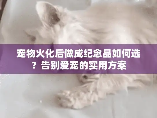 宠物火化后做成纪念品如何选？告别爱宠的实用方案