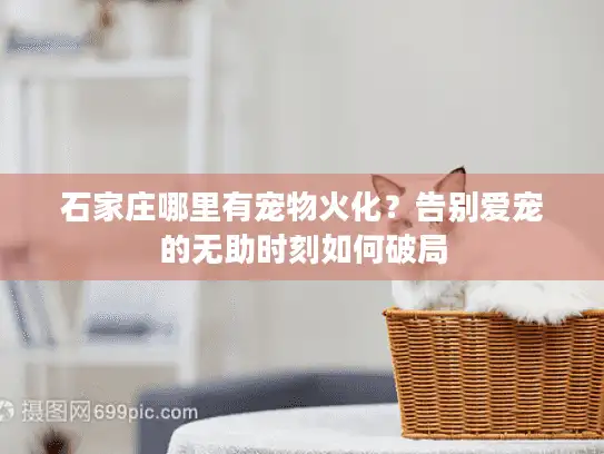 石家庄哪里有宠物火化？告别爱宠的无助时刻如何破局