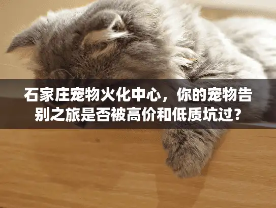 石家庄宠物火化中心，你的宠物告别之旅是否被高价和低质坑过？
