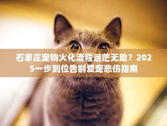 石家庄宠物火化流程迷茫无助？2025一步到位告别爱宠悲伤指南