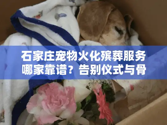 石家庄宠物火化殡葬服务哪家靠谱？告别仪式与骨灰处理避坑手册