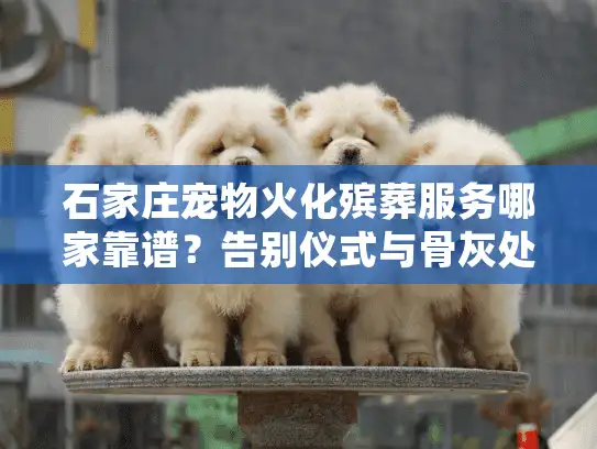 石家庄宠物火化殡葬服务哪家靠谱？告别仪式与骨灰处理避坑手册