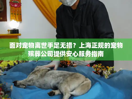 面对宠物离世手足无措？上海正规的宠物殡葬公司提供安心服务指南
