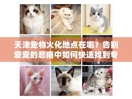 天津宠物火化地点在哪？告别爱宠的悲痛中如何快速找到专业服务