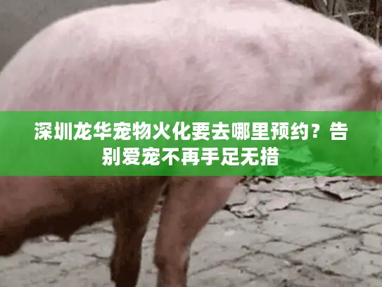 深圳龙华宠物火化要去哪里预约？告别爱宠不再手足无措