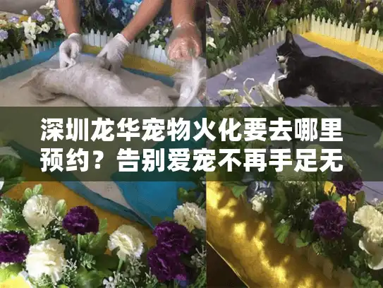 深圳龙华宠物火化要去哪里预约？告别爱宠不再手足无措