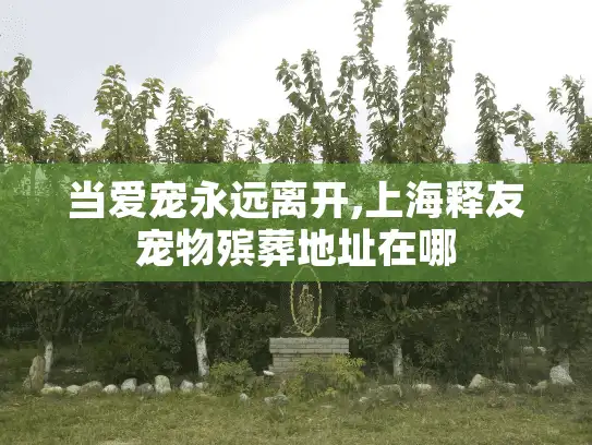 当爱宠永远离开,上海释友宠物殡葬地址在哪