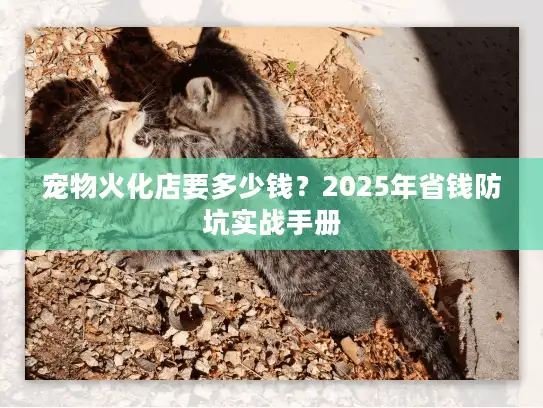 宠物火化店要多少钱？2025年省钱防坑实战手册
