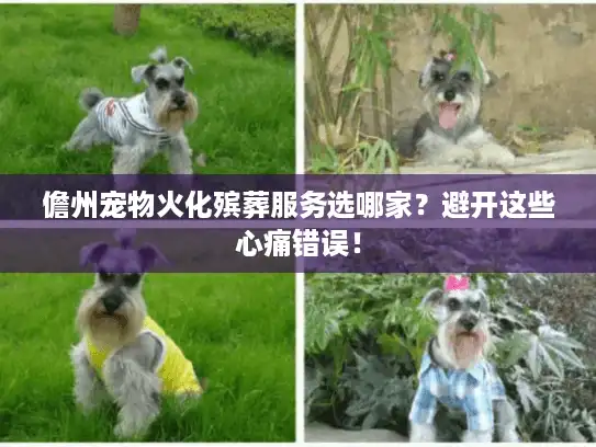 儋州宠物火化殡葬服务选哪家？避开这些心痛错误！