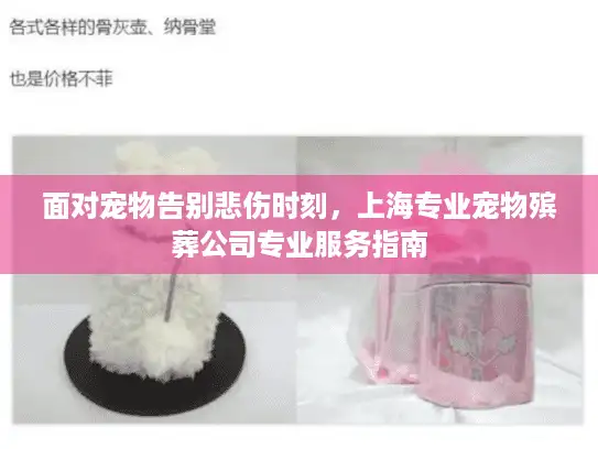 面对宠物告别悲伤时刻，上海专业宠物殡葬公司专业服务指南