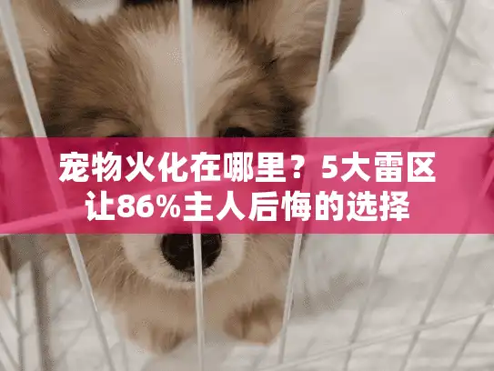 宠物火化在哪里？5大雷区让86%主人后悔的选择