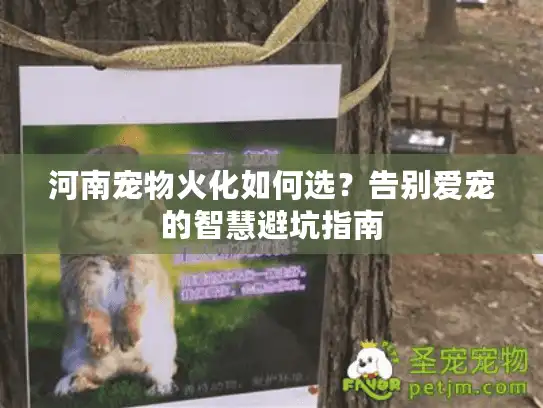 河南宠物火化如何选？告别爱宠的智慧避坑指南