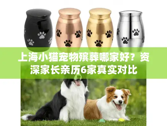 上海小猫宠物殡葬哪家好？资深家长亲历6家真实对比