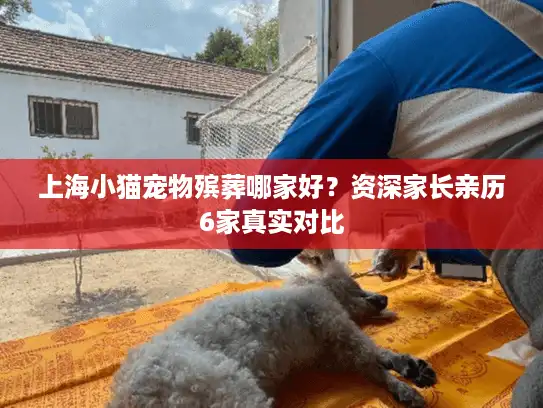 上海小猫宠物殡葬哪家好？资深家长亲历6家真实对比