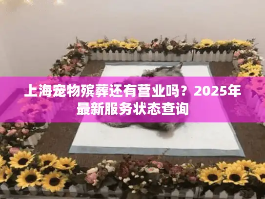 上海宠物殡葬还有营业吗？2025年最新服务状态查询