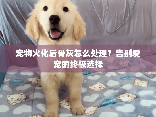 宠物火化后骨灰怎么处理？告别爱宠的终极选择