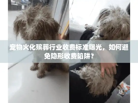 宠物火化殡葬行业收费标准曝光，如何避免隐形收费陷阱？