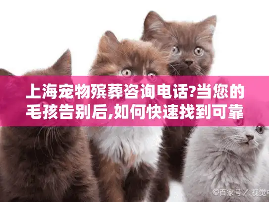 上海宠物殡葬咨询电话?当您的毛孩告别后,如何快速找到可靠服务