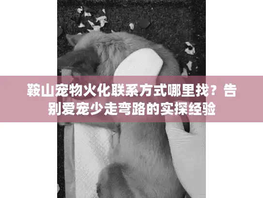 鞍山宠物火化联系方式哪里找？告别爱宠少走弯路的实探经验