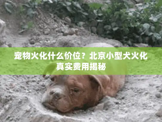 宠物火化什么价位？北京小型犬火化真实费用揭秘