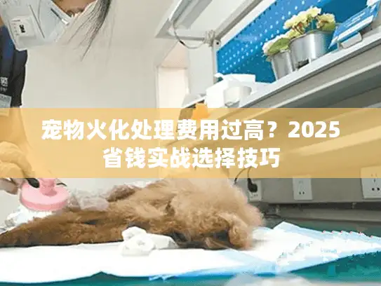 宠物火化处理费用过高？2025省钱实战选择技巧