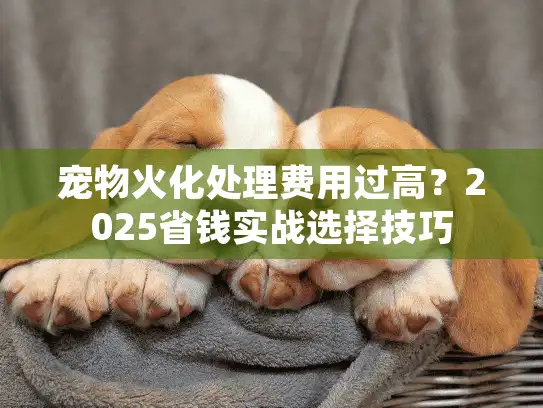 宠物火化处理费用过高？2025省钱实战选择技巧